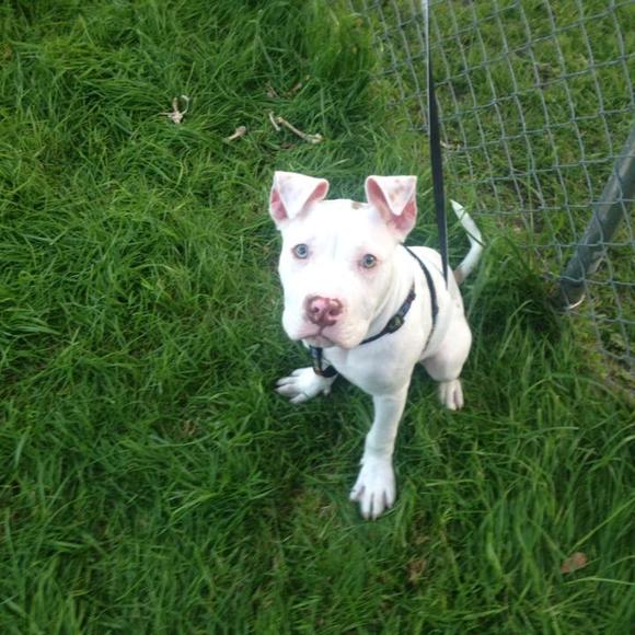 Meet your Posher, Dexter - Picture 1 of 1